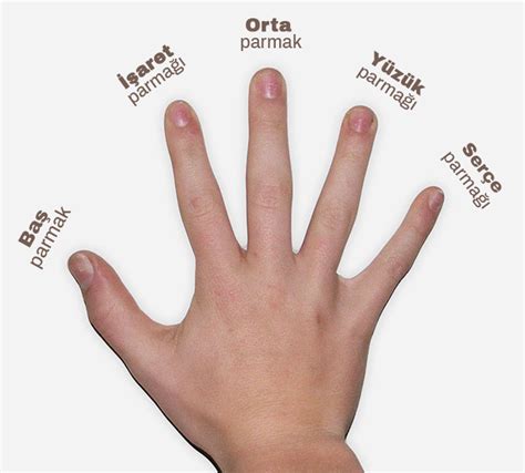 el parmakların anlamları